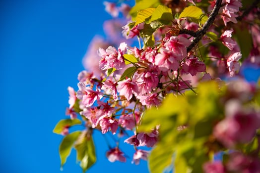Kawazu cherry blossoms in spring season close up photo
