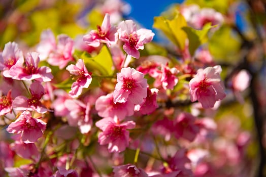 Kawazu cherry blossoms in spring season close up photo
