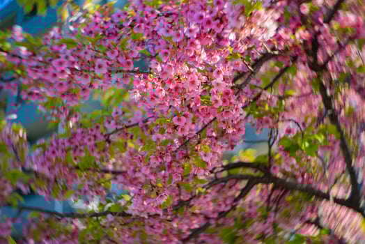 Kawazu cherry blossoms swirly blur in spring season close up photo