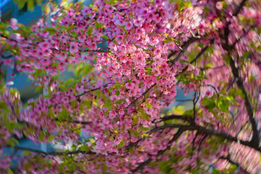 Kawazu cherry blossoms swirly blur in spring season close up photo