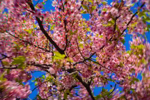 Kawazu cherry blossoms swirly blur in spring season close up photo