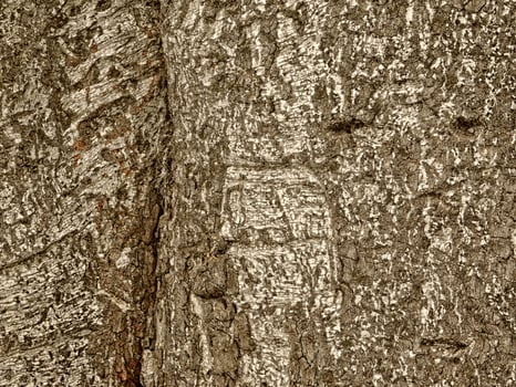 Brown Wood Texture photo