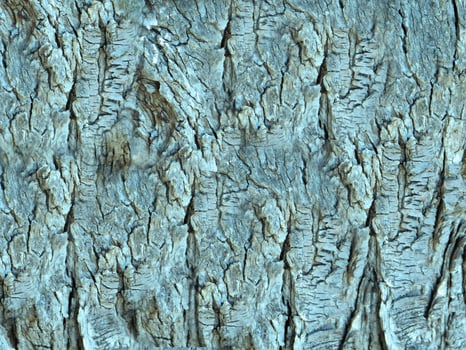 outdoor tree trunk texture photo