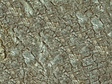 Brown Wood Texture photo