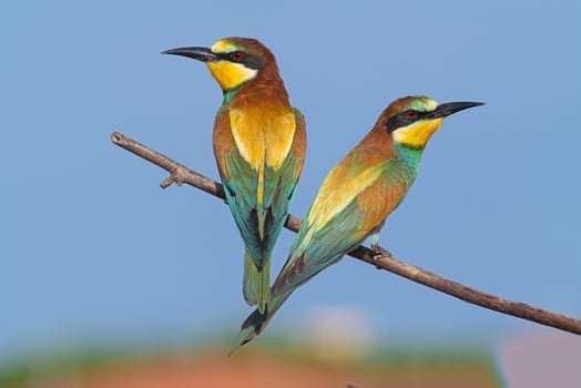 Bird Photography, Bird Picture, Most Beautiful Bird Photography, Nature Photography photo