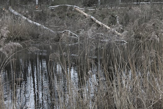 nature background photo