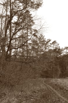 nature background photo