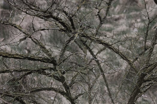 nature background photo