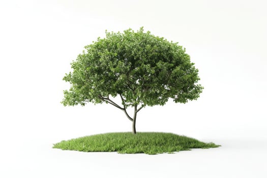 Flourishing Leafy Tree Bush Isolated on White Background photo