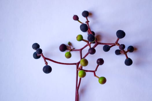 White paper, multi-color pencils and branch of wild grape. photo
