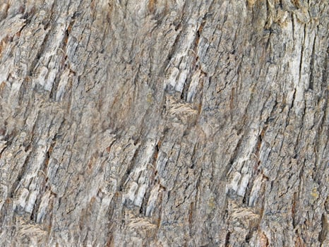 Wood texture outdoor photo