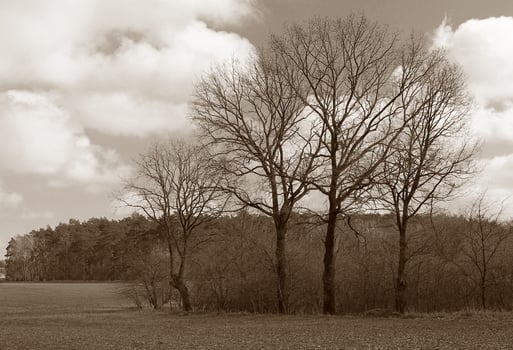 nature background photo