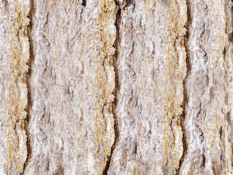 Outdoor wood texture photo