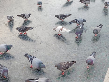 Pigeons Outdoors In The Square photo