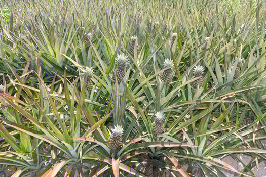 Baby pineapple plantation photo