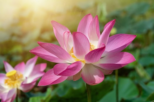 Close up pink lotus flower. photo