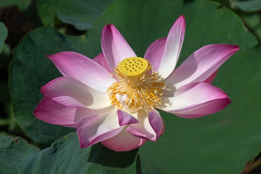 Close up pink lotus flower. photo