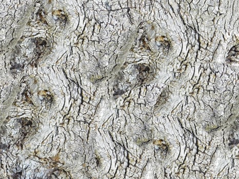 Outdoor wood texture photo