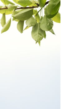 potrait background in green color photo