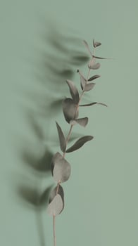 potrait background in green color photo