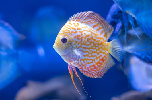 discus fish in aquarium, tropical fish. Symphysodon discus from Amazon river. Blue diamond, snakeskin, red turquoise and more photo