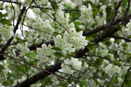 Ukon Cherry flowers swaying in the wind cloudy day telephoto shot photo