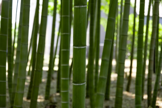 A green bamboo forest in spring sunny day close shot photo