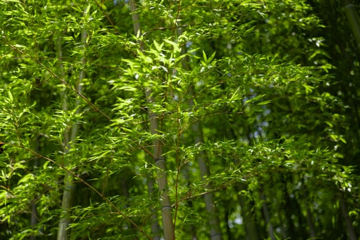 Green bamboo leaves in Japanese forest in spring sunny day photo