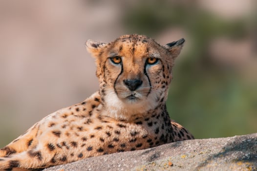 cheetah lies on a stone and relaxes photo