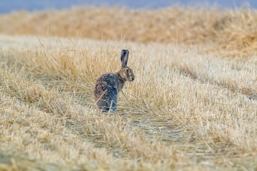 a young hare on a harvested field photo