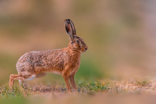 brown field hare in nature photo