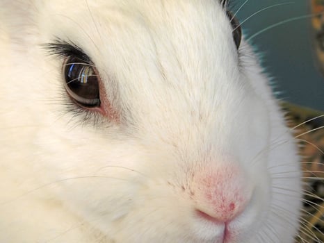 Rabbit Inside A Cage photo