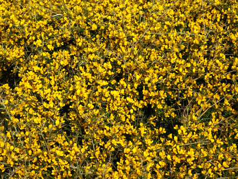 Plant in the garden photo