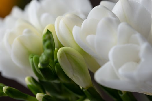 Top view of graceful beautiful, snow-white freesia flowers and green flower buds photo