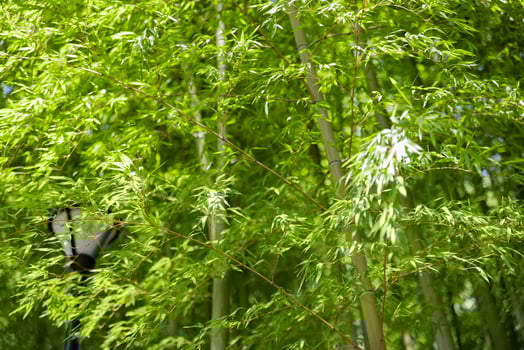 Green bamboo leaves in Japanese forest in spring sunny day photo