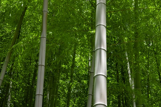 Green bamboo leaves in Japanese forest in spring sunny day photo