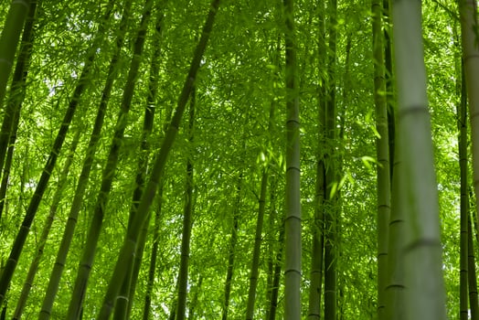 Green bamboo leaves in Japanese forest in spring sunny day photo