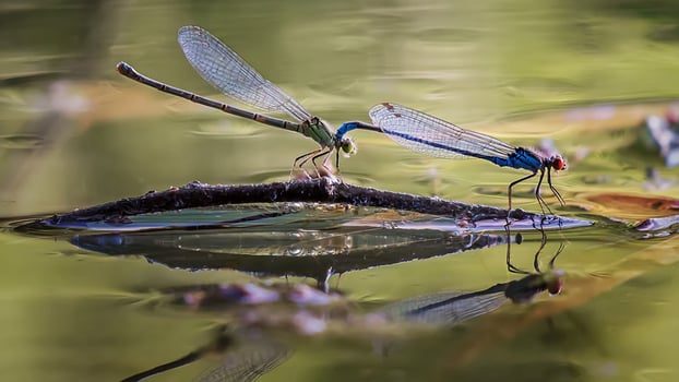 Dragonfly Photography, closeup shot of a dragonfly in the natural environment photo