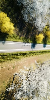 spring blossoms along the road view from above photo