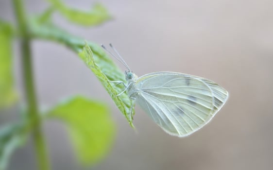 Monarch, Beautiful Butterfly Photography, Beautiful butterfly on flower, Macro Photography, Beautyful Nature photo