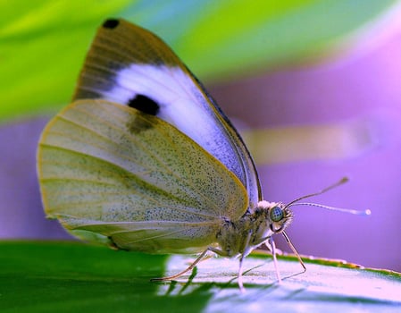Monarch, Beautiful Butterfly Photography, Beautiful butterfly on flower, Macro Photography, Beautyful Nature photo