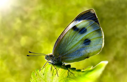 Monarch, Beautiful Butterfly Photography, Beautiful butterfly on flower, Macro Photography, Beautyful Nature photo