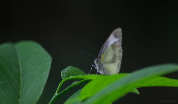 Monarch, Beautiful Butterfly Photography, Beautiful butterfly on flower, Macro Photography, Beautyful Nature photo