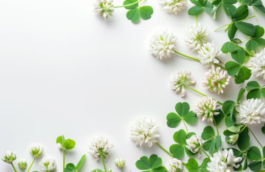 AI generated Clover flowers and green leaves on white background top view copy space photo
