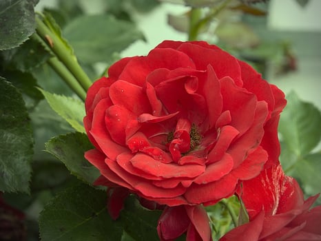 Flower photo,Beautiful flowers images,Flower images wallpapers,Flower Photography photo