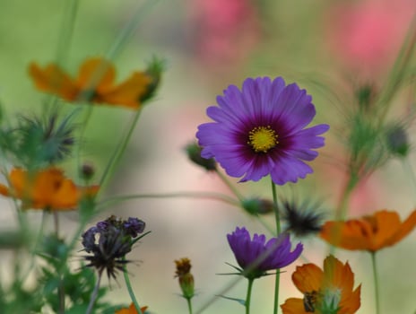 Flower photo,Beautiful flowers images,Flower images wallpapers,Flower Photography photo