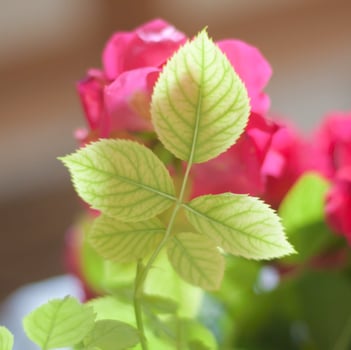 Flower photo,Beautiful flowers images,Flower images wallpapers,Flower Photography photo