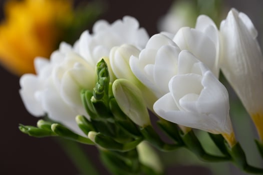 White freesia flowers and green flower buds on a blurred dark background photo