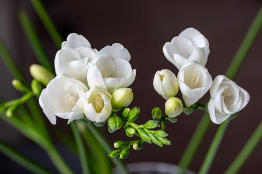 Top view of white freesia flowers and green flower buds on a dark background photo