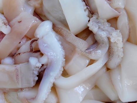 Squid in the kitchen photo